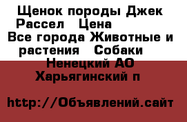 Щенок породы Джек Рассел › Цена ­ 50 000 - Все города Животные и растения » Собаки   . Ненецкий АО,Харьягинский п.